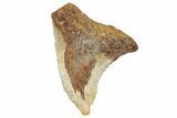 Fossil Shark Tooth (Hemipristis) - Angola #259456-1